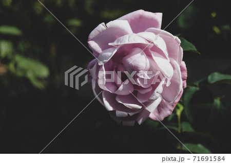 バラ 薔薇 ローズ ピンク 落ち着いたの写真素材