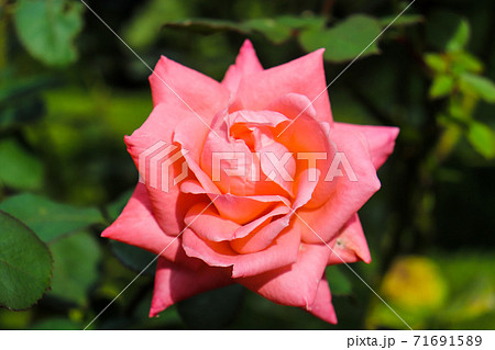 薔薇 ローズ バラ ピンク パステル かわいい 71691589