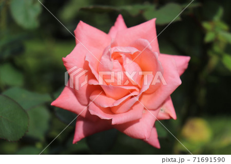 バラ 薔薇 ローズ ピンク 可憐 71691590