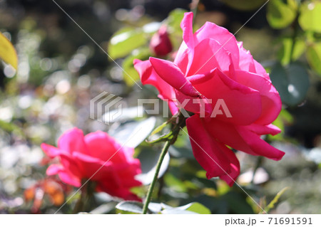 薔薇 ローズ バラ 赤い ピンク ガーデン 71691591
