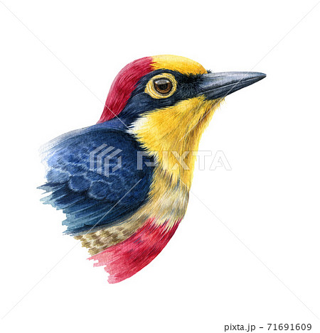 Yellow Fronted Woodpecker Watercolor Illustration のイラスト素材