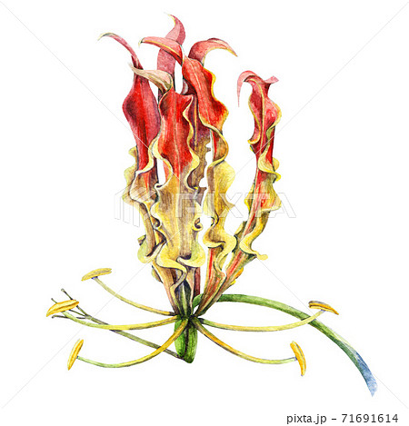グロリオサ　水彩画 水彩グロリオサ Rothschildiana 花の写真素材・画像素材 Image