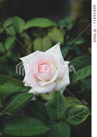 バラ 薔薇 ローズ ピンク 落ち着いた ガーデン バラ 薔薇 ローズ ピンク 落ち着いた ガーデン 71691800