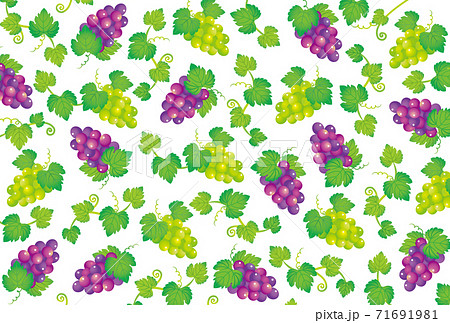 ぶどう柄 水彩風 ツヤありのイラスト素材 [71691981] - PIXTA