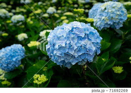 紫陽花 アジサイ あじさい 71692269