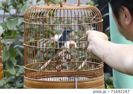香港の鳥好きが集まる園圃街のバードガーデンで鳴き声を自慢するのが名物 香港の鳥好きが集まる園圃街のバードガーデンで鳴き声を自慢するのが名物 71692287