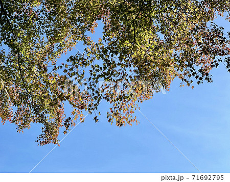 紅葉 71692795