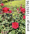 赤い薔薇 71692796