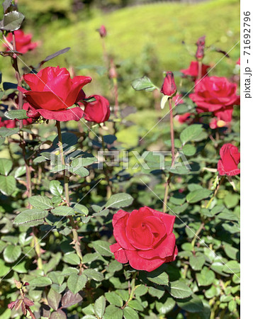 赤い薔薇 71692796