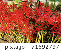 彼岸花 71692797