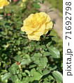黄色い薔薇 71692798