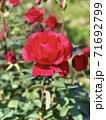 赤い薔薇 71692799