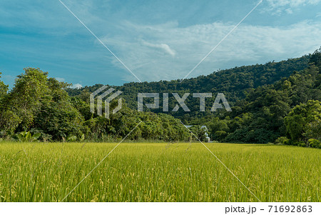 景色 風景 水田 71692863