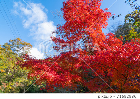くろんど池ハイキングコースの紅葉（大阪府民の森くろんど園地） 71692936