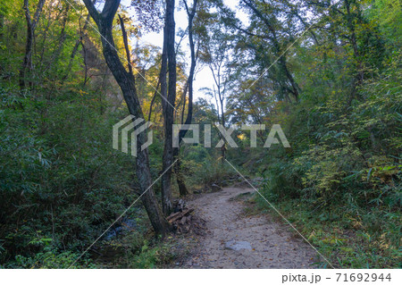 くろんど園地の登山道（大阪府民の森くろんど園地） 71692944