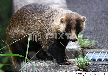 アナグマ アナグマ 71692981