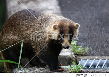 アナグマ アナグマ 71692983