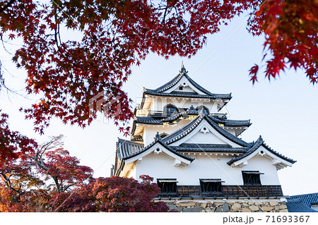 【滋賀県】　彦根城　秋 71693367