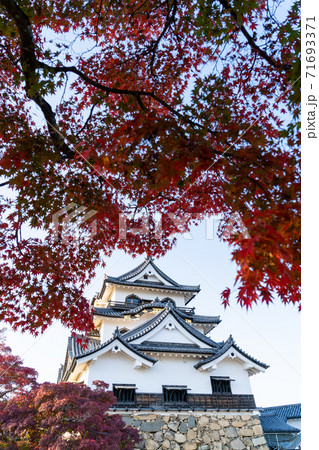 【滋賀県】 彦根城 秋 【滋賀県】 彦根城 秋 71693371