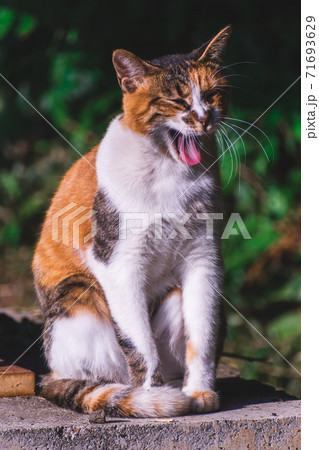 あくびをする野良猫 あくびをする野良猫 71693629