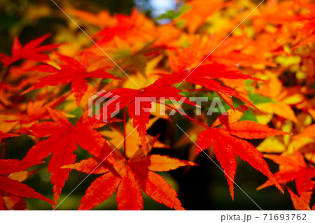 京都の紅葉 秋の京都御苑・京都御所の赤く染まったもみじ 京都の紅葉 秋の京都御苑・京都御所の赤く染まったもみじ 71693762