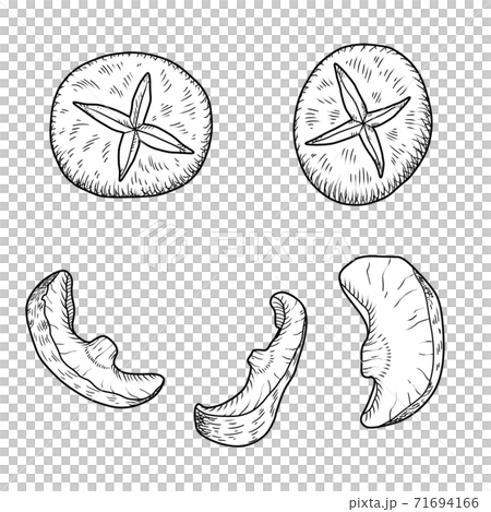 野菜1-2　しいたけ（モノクロ）鍋・弁当・料理画像にも使えます　組合せシリーズ 71694166