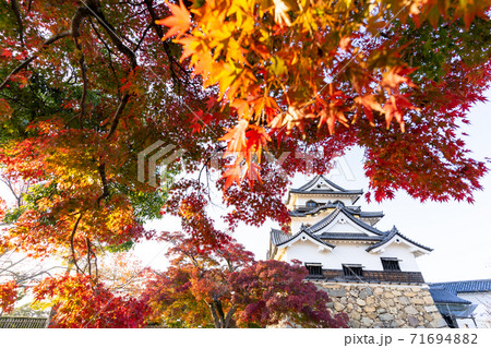 【滋賀県】 彦根城 秋 【滋賀県】 彦根城 秋 71694882