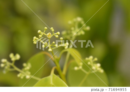 Camphor tree 71694955