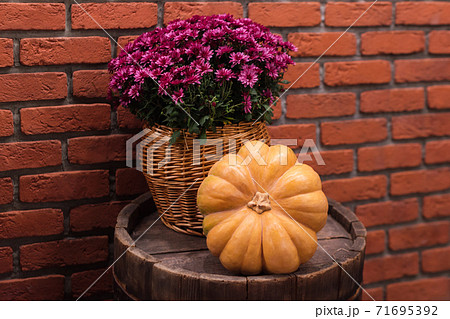 Autumn decor with pumpkin and flowers on old wooden barrel. Harvest and garden outdoor decorations for Halloween, Thanksgiving, autumn season still life. Fall styled composition. Autumn decor with pumpkin and flowers on old wooden barrel. Harvest and garden outdoor decorations for Halloween, Thanksgiving, autumn season still life. Fall styled composition. 71695392