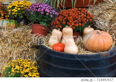 Autumn decor with natural straw bale, pumpkins, flowers and old wooden barrels. Harvest and garden outdoor decorations for Halloween, Thanksgiving, autumn season still life. Fall styled composition. Autumn decor with natural straw bale, pumpkins, flowers and old wooden barrels. Harvest and garden outdoor decorations for Halloween, Thanksgiving, autumn season still life. Fall styled composition. 71695437