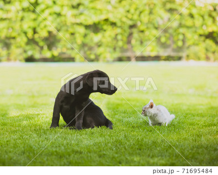 Good relationships between pets are formed in early childhood Good relationships between pets are formed in early childhood 71695484