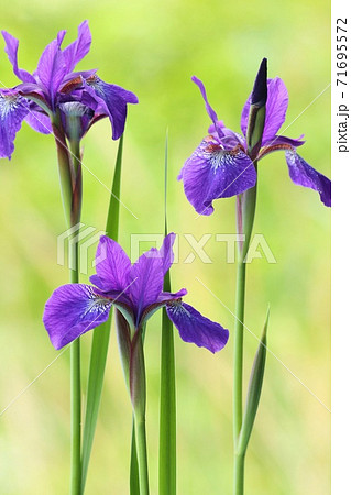 アヤメ 紫色の花 自然の緑背景の写真素材