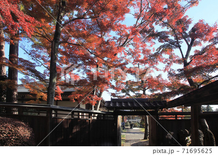 能仁寺 紅葉 能仁寺 紅葉 71695625