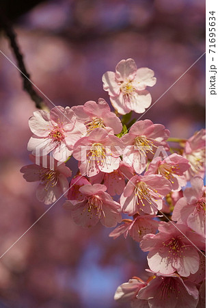 河津桜 河津桜 71695634