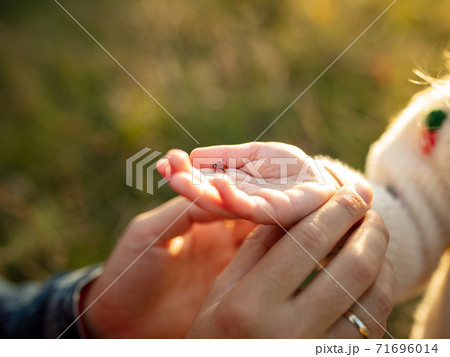 Close up hands of happy father and little cute daughter in the forest path in autumn sunny day 71696014