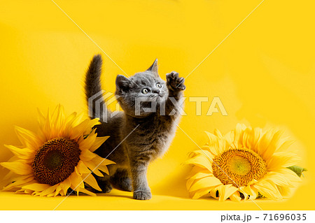 The playful gray kitten against the background of a sunflower composition The playful gray kitten against the background of a sunflower composition 71696035