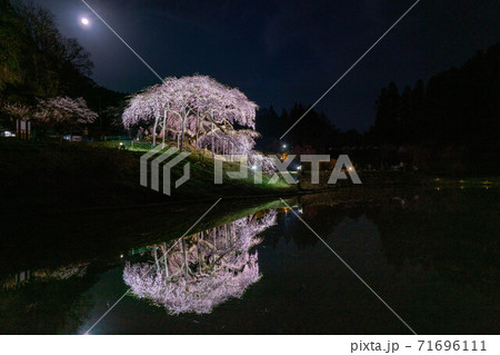 中島の地蔵桜　二本松　夜桜　ライトアップ　鏡桜 71696111