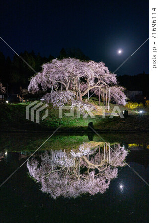 中島の地蔵桜 二本松 夜桜 ライトアップ 鏡桜 中島の地蔵桜 二本松 夜桜 ライトアップ 鏡桜 71696114