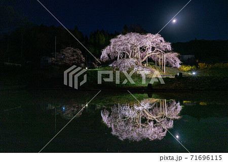 中島の地蔵桜　二本松　夜桜　ライトアップ　鏡桜 71696115