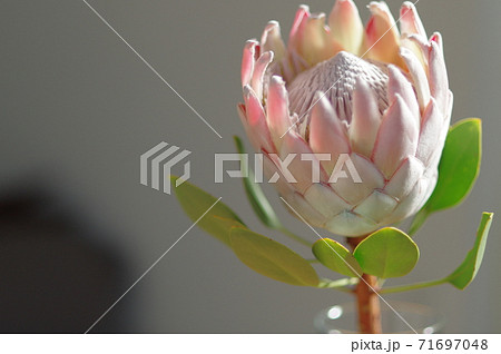 南アフリカ共和国の国花 キングプロテアの大きな王冠の写真素材
