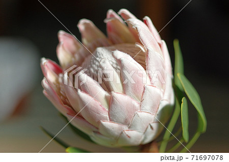 南アフリカ共和国の国花 キングプロテアの大きな王冠の写真素材