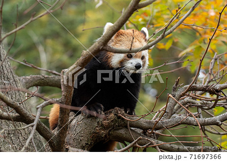 木に登るレッサーパンダ 木に登るレッサーパンダ 71697366
