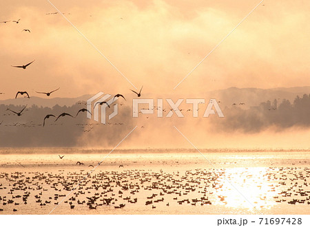 伊豆沼の朝の飛び立ち 71697428
