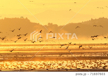 伊豆沼の朝の飛び立ち 71697603
