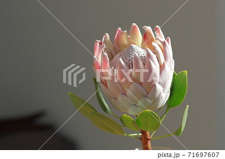 南アフリカ共和国の国花 大きな王冠のキングプロテアの写真素材