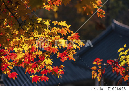 紅葉 秋 ドア 71698068