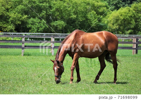 サラブレッド 71698099