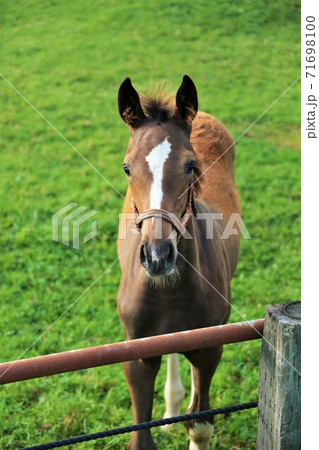 サラブレッド サラブレッド 71698100