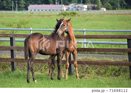 サラブレッド 71698112