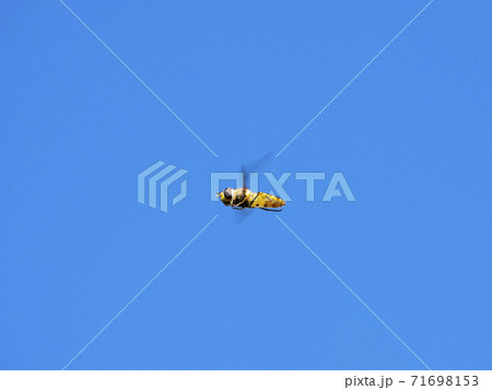 アブの飛翔 71698153